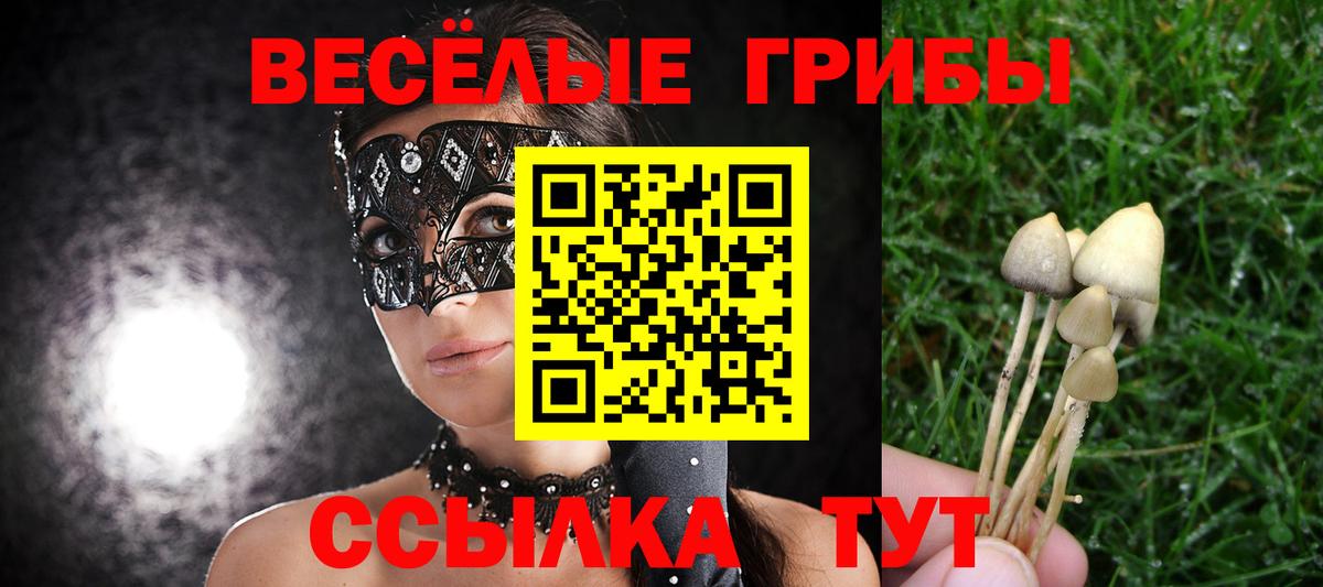 как найти наркотики  Галлюциногенные грибы Psilocybine cubensis  Вход с VPN  Мурино 